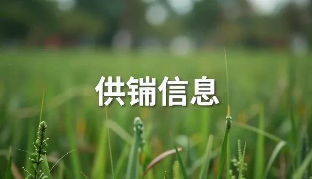 本地市场性能与适用条件的选型建议